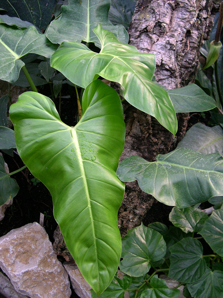 Philodendron sparreorum
