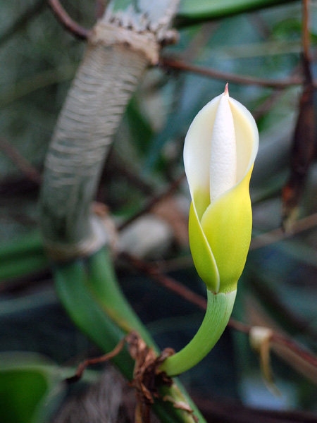 Philodendron sparreorum