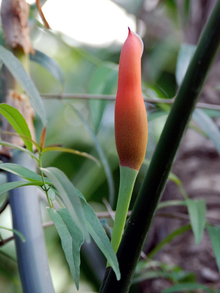 Philodendron sparreorum