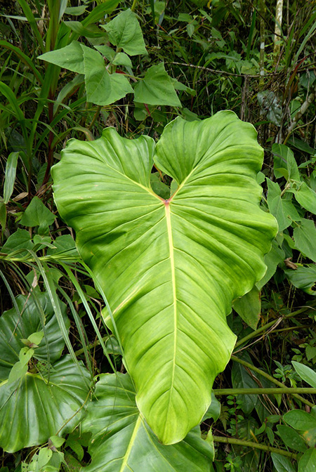 Philodendron sparreorum