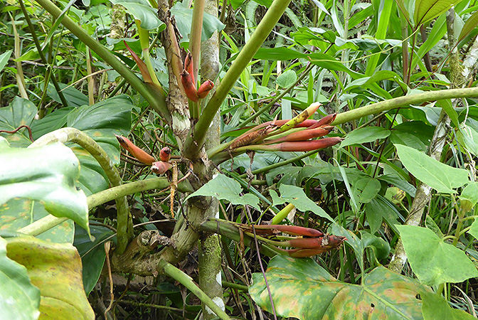 Philodendron sparreorum