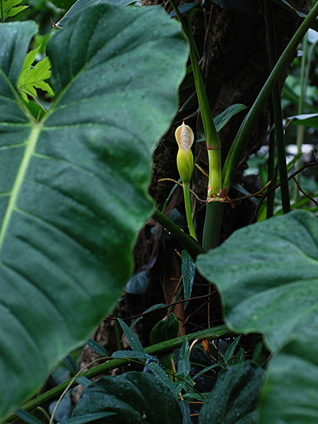 Philodendron sparreorum