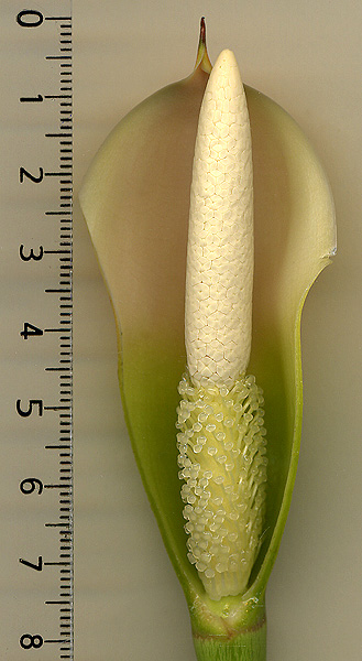Philodendron sparreorum