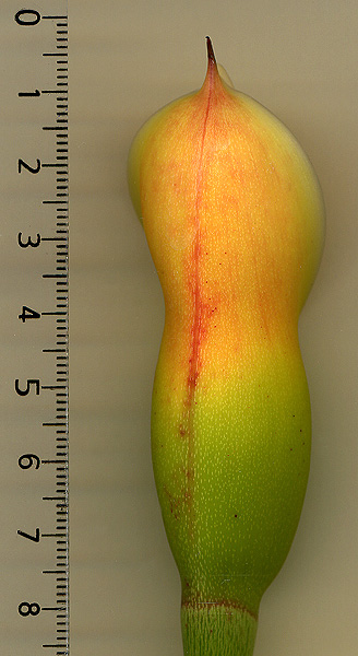 Philodendron sparreorum