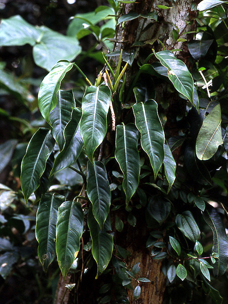 Philodendron sphalerum