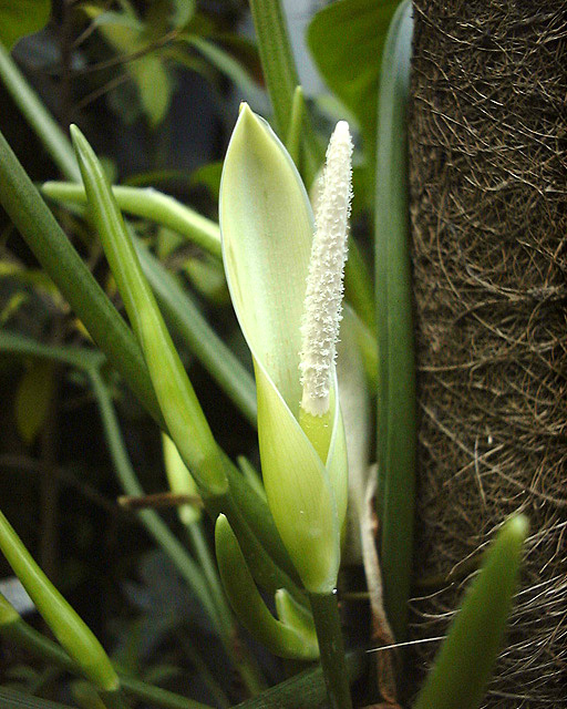 Philodendron sphalerum