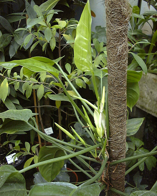 Philodendron sphalerum