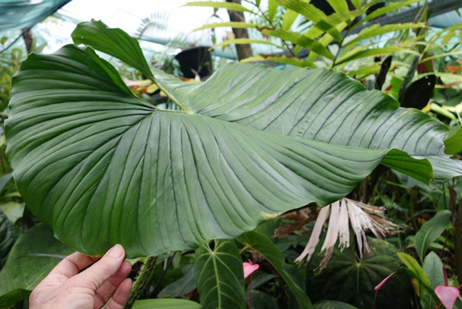Philodendron squamicaule