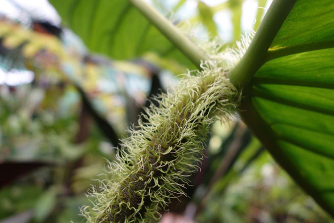 Philodendron squamicaule