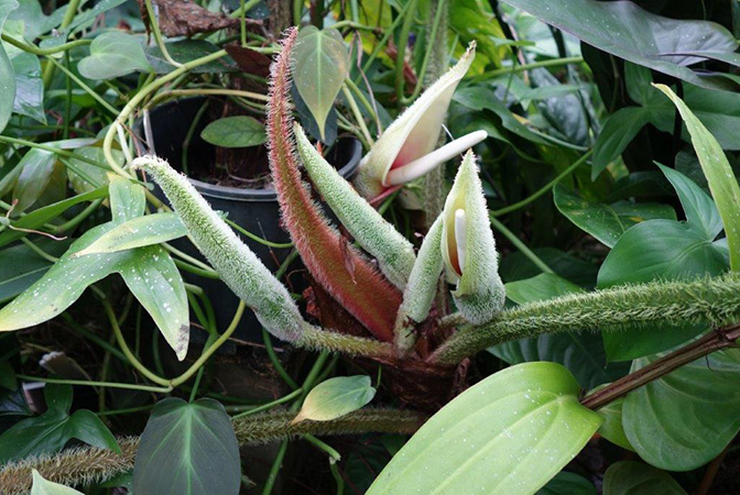 Philodendron squamicaule