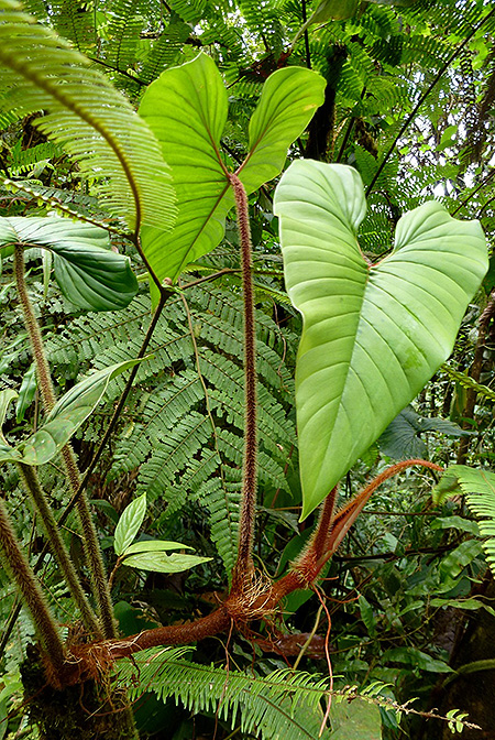 Philodendron squamicaule