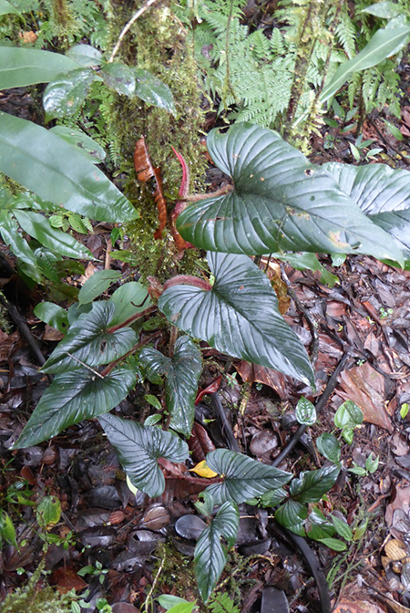 Philodendron squamicaule