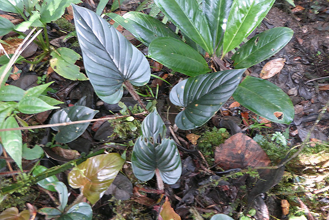Philodendron squamicaule