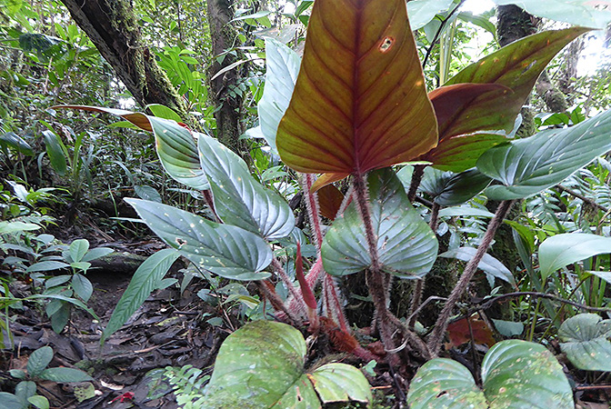 Philodendron squamicaule