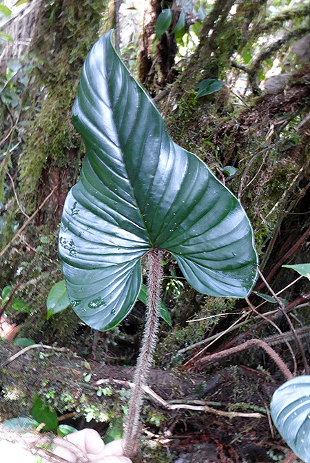 Philodendron squamicaule