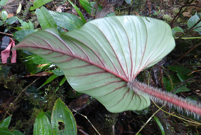 Philodendron squamicaule