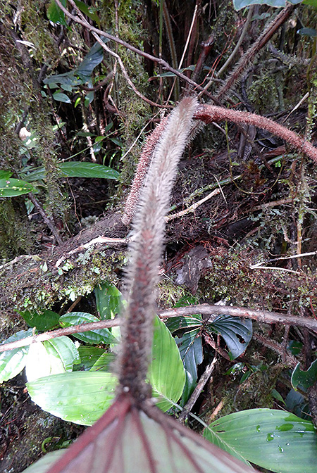 Philodendron squamicaule