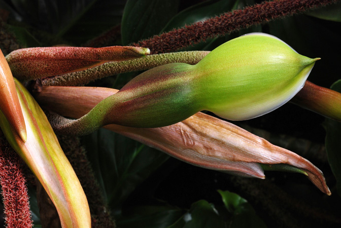 Philodendron squamiferum