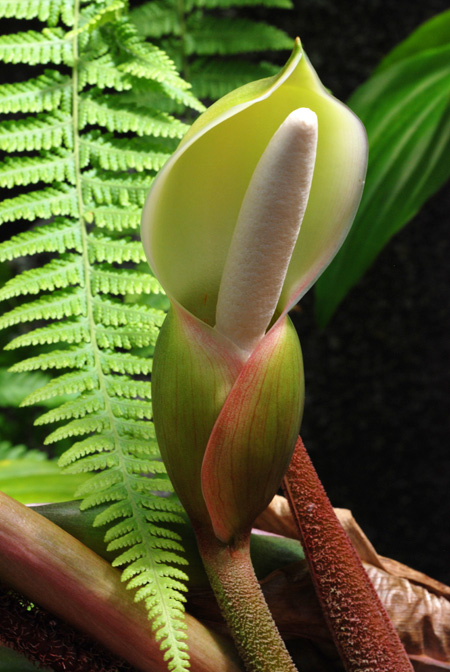 Philodendron squamiferum