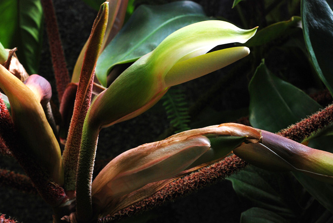 Philodendron squamiferum