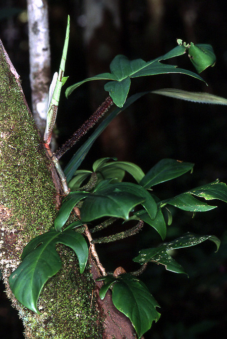 Philodendron squamiferum