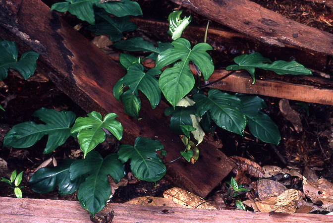 Philodendron squamiferum