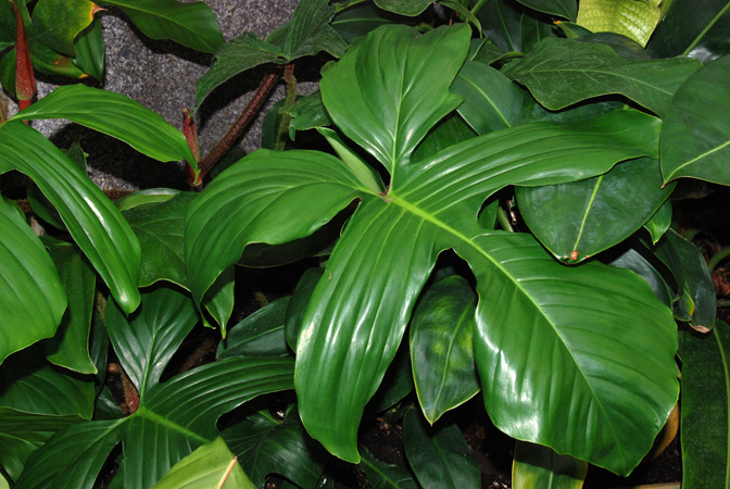 Philodendron squamiferum