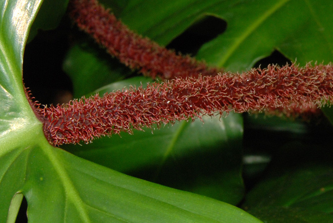 Philodendron squamiferum