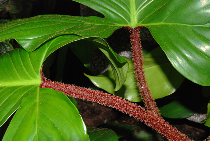 Philodendron squamiferum