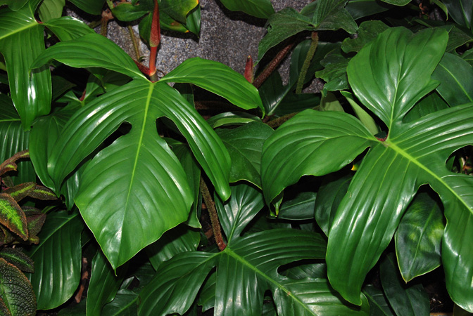 Philodendron squamiferum