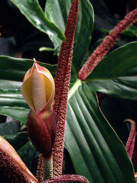 Philodendron squamiferum