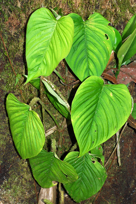 Philodendron squamipetiolatum