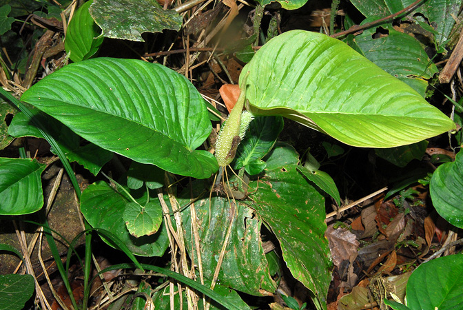 Philodendron squamipetiolatum