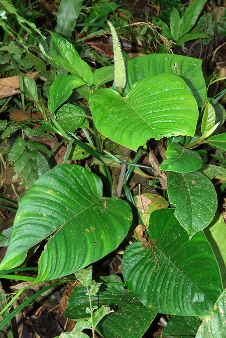 Philodendron squamipetiolatum