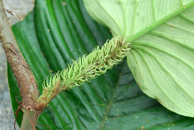 Philodendron squamipetiolatum