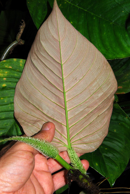 Philodendron squamipetiolatum