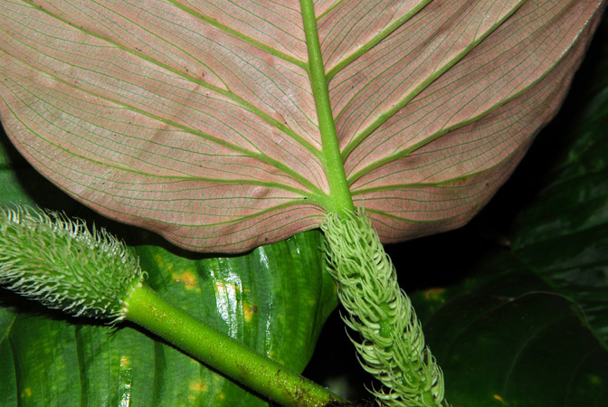 Philodendron squamipetiolatum