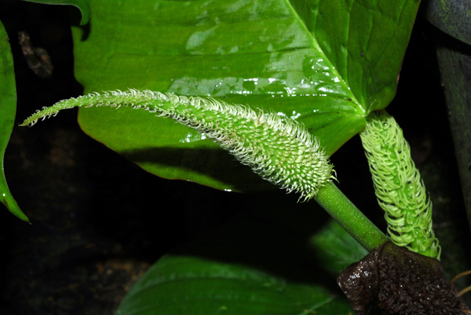 Philodendron squamipetiolatum