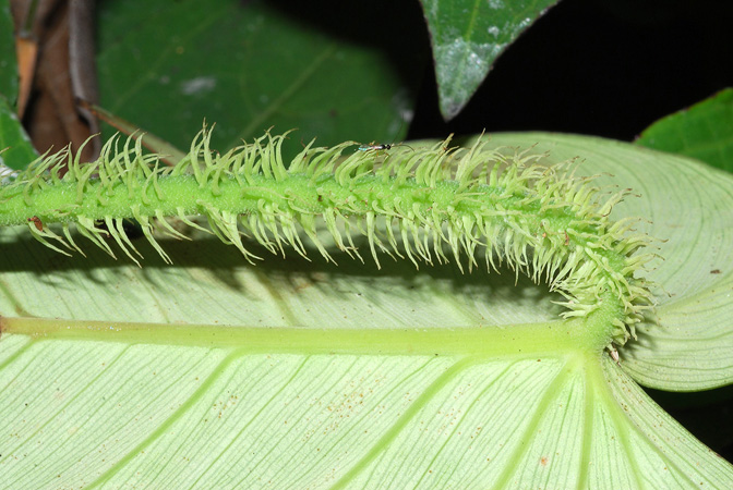 Philodendron squamipetiolatum