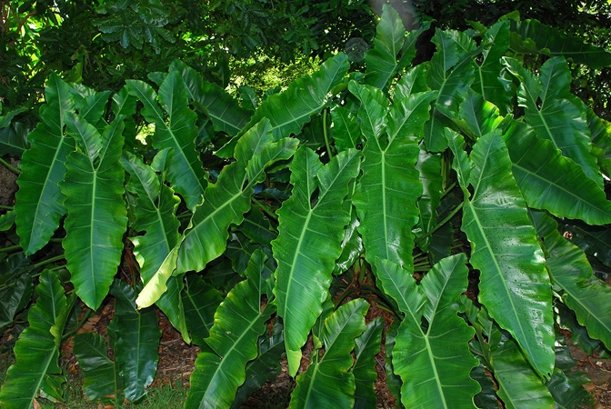 Philodendron stenolobum