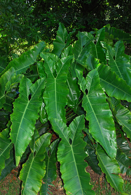 Philodendron stenolobum