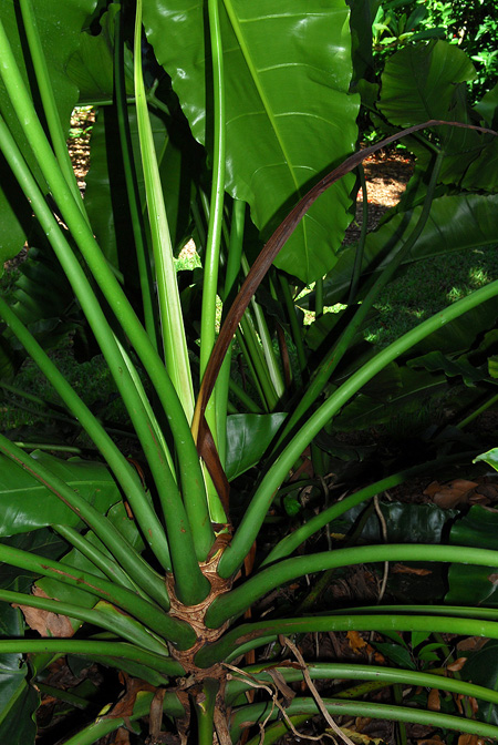Philodendron stenolobum