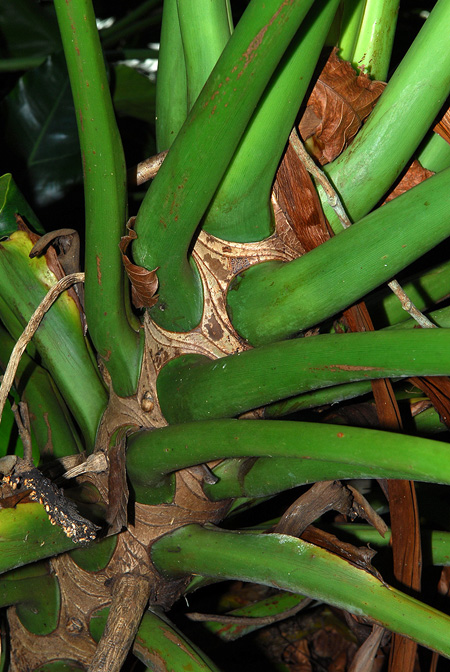Philodendron stenolobum