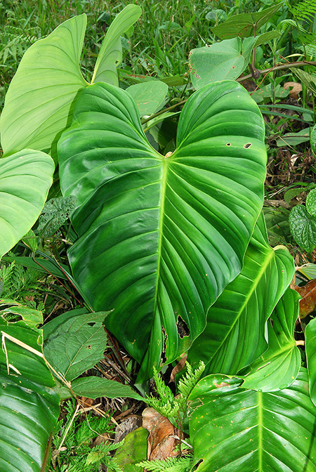 Philodendron strictum