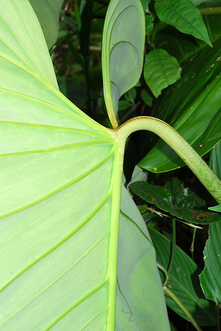 Philodendron strictum