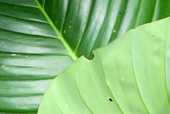 Philodendron strictum