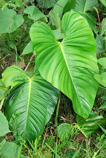Philodendron strictum