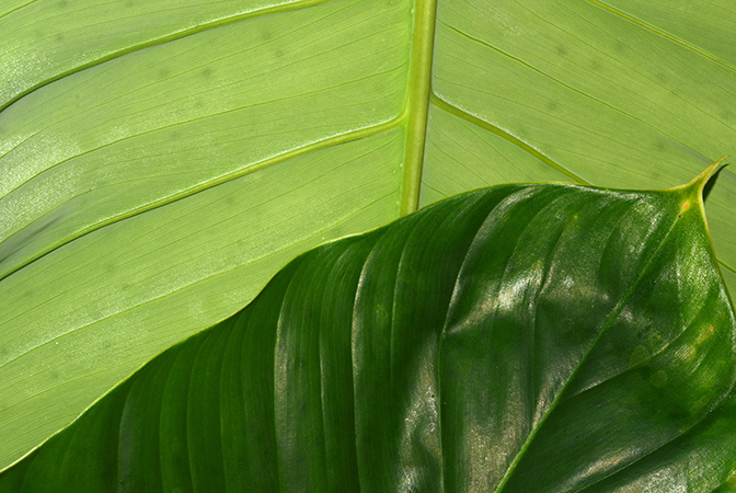 Philodendron strictum