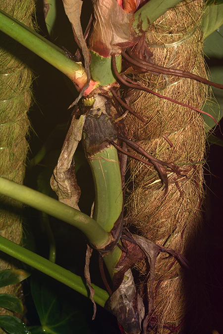 Philodendron strictum