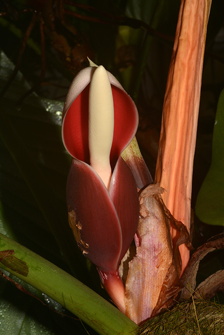 Philodendron strictum